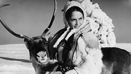 The White Reindeer