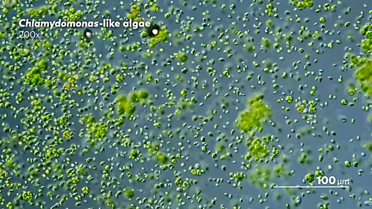 Journey to the Microcosmos