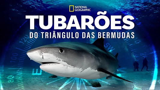 Sharks of the Bermuda Triangle