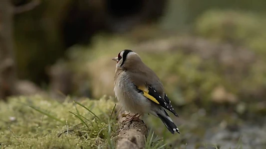 Language of Birds