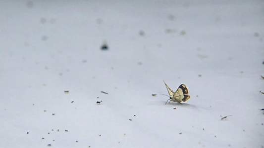 Night Colonies