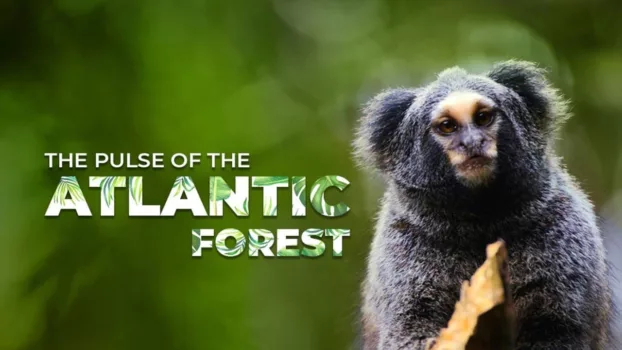 The Pulse of the Atlantic Forest