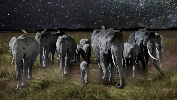 La Nuit des éléphants