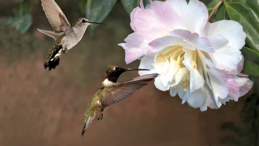 Watch First Flight: A Mother Hummingbird's Story Trailer