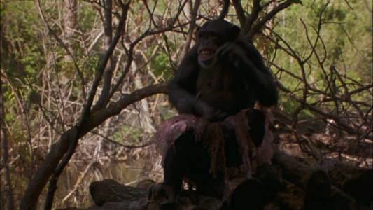 Watch Summer of the Monkeys Trailer