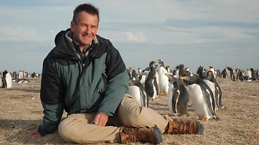Penguin Adventure with Nigel Marven