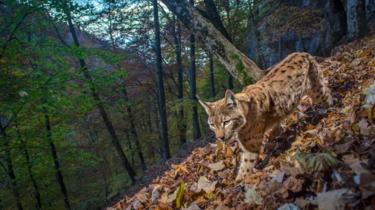 The Fragile Return Of The Lynx