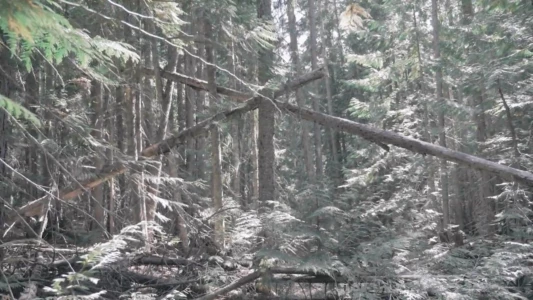 Watch Bigfoot Encounters in the Pacific Northwest Trailer
