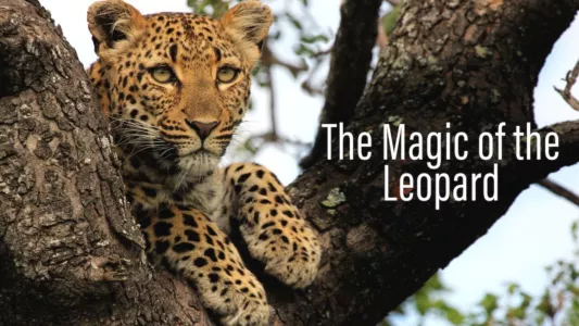 The Magic of the Leopard