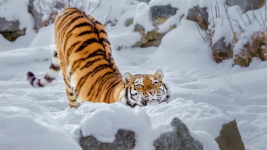 The Great Return of the Siberian Tiger