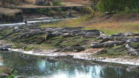 Crocs of Katuma