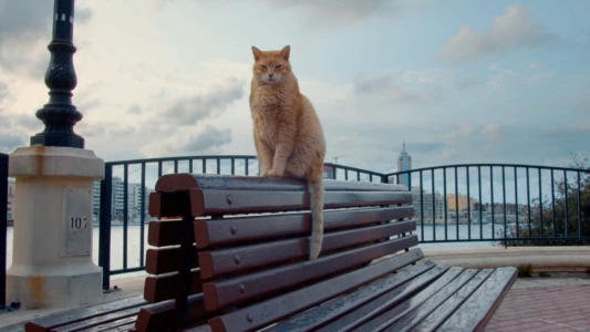 Watch Cats of Malta Trailer