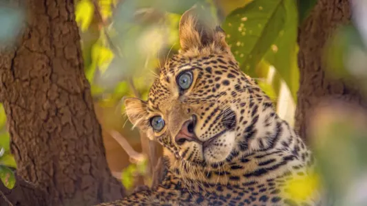 Watch The Leopard Legacy Trailer