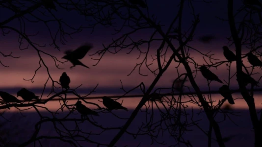 Watch Crows - Nature Is Watching Us Trailer