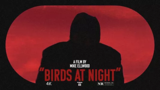 Birds at Night