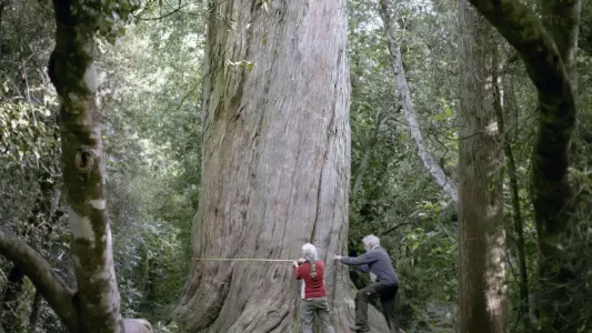 Nouvelle-Zélande - La forêt des géants