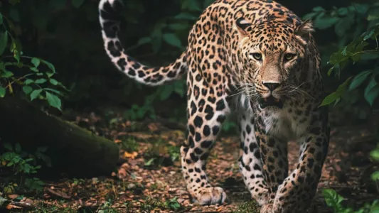 Watch Sri Lanka: Leopard Dynasty Trailer