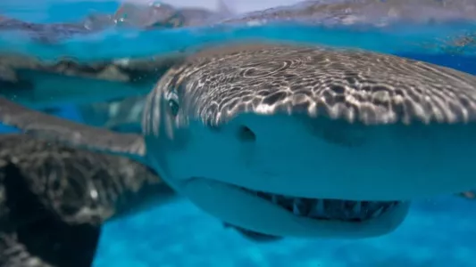Requin - Le mangeur de sable