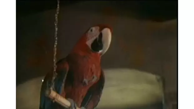 The Parrot Speaking Yiddish