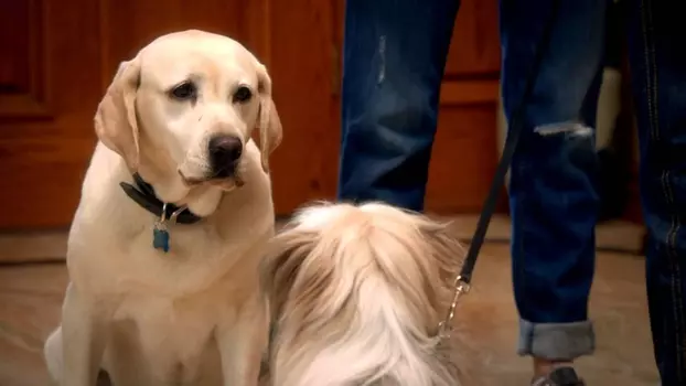 Watch The Dog Who Saved Easter Trailer