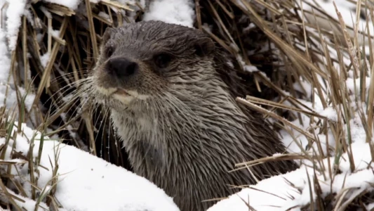 Watch Seasons of the Otter Trailer