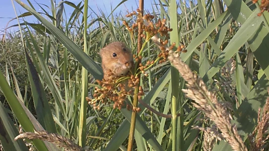 The Harvest Mouse: Grassland Acrobat