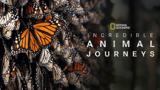 Watch Incredible Animal Journeys Trailer
