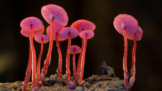 Watch Fungi: The Web of Life Trailer