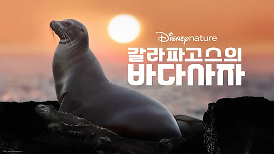 Sea Lions of the Galapagos