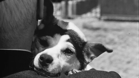 Umberto D.