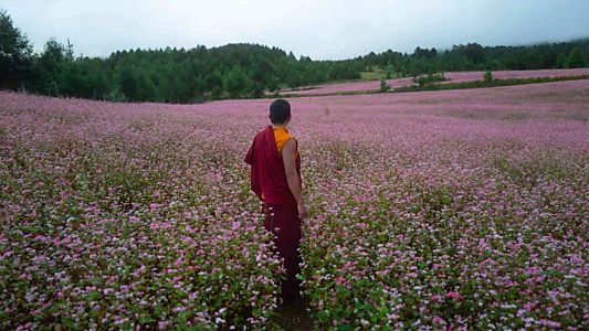 The Monk and the Gun