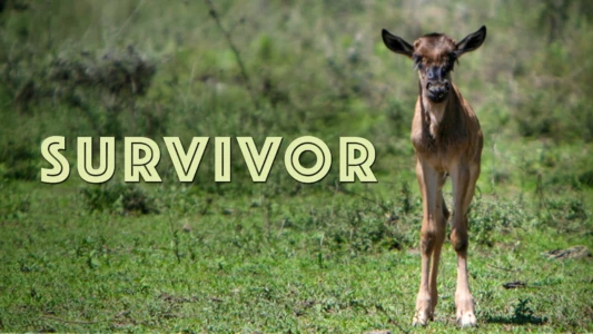 Watch Survivor Trailer