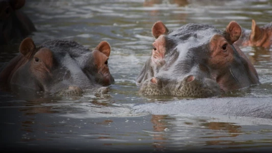 Watch Hippo Supremacy Trailer