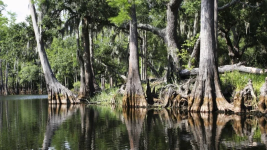 Skunk Ape Unit Escape from Nack Ba