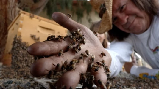 Watch The Killer Bee Catcher Trailer