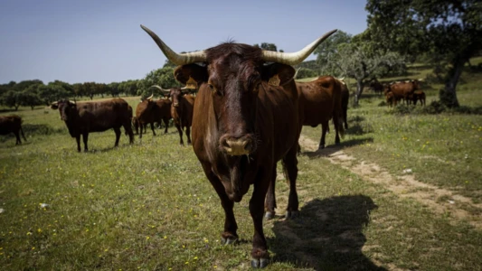 Livestock or Desert