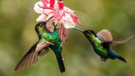 Watch The Hummingbird Effect Trailer