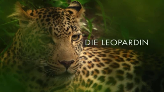 The Leopardess