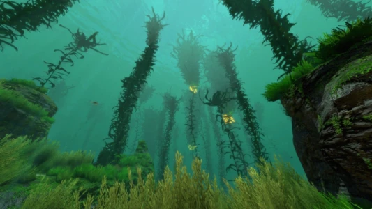 Kelp, une forêt sous la mer