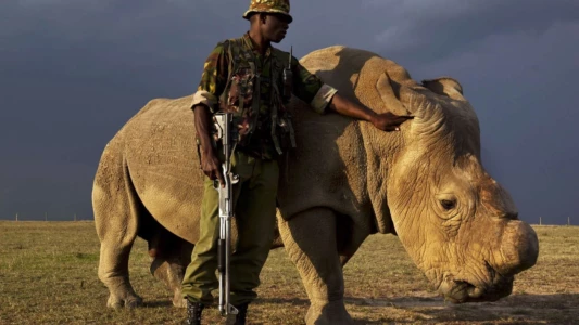 Sur la piste du dernier rhinocéros blanc