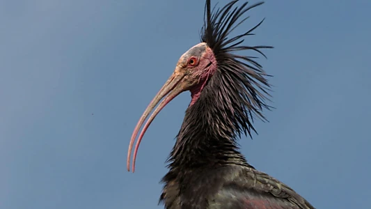 Der Waldrapp: Zugvogel im Aufwind