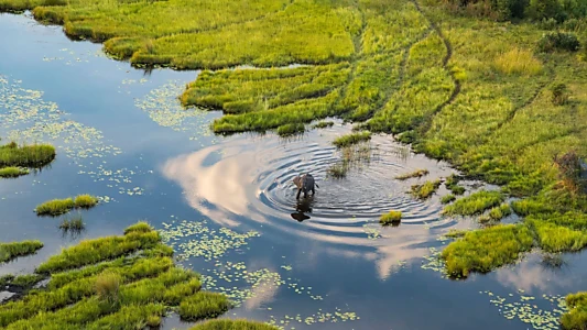 Okavango: A Flood of Life