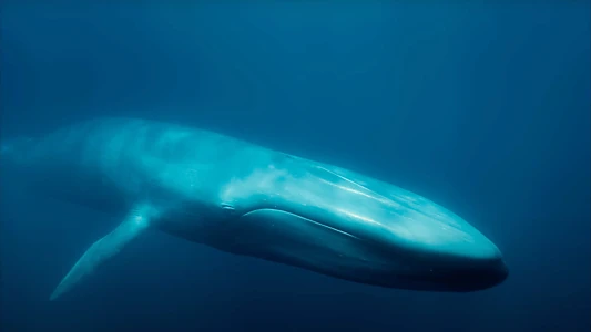 Watch Blue Whales: Return of the Giants Trailer