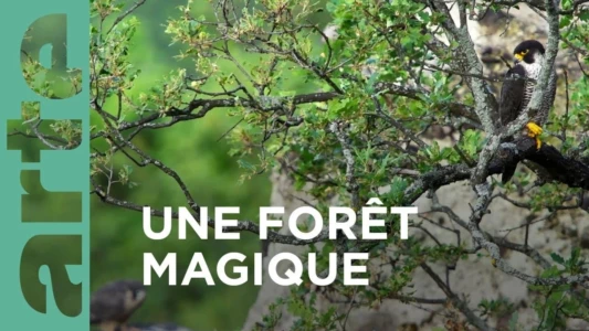 Au cœur d'une forêt magique