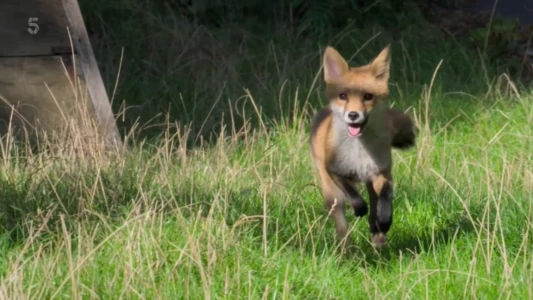 Foxes: Their Secret World