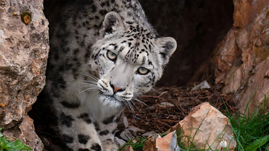 Snow Leopards and Friends