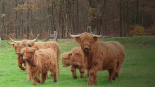 Der Pfälzerwald rund ums Jahr