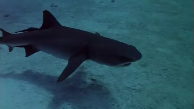 Watch Sharks' Treasure Trailer