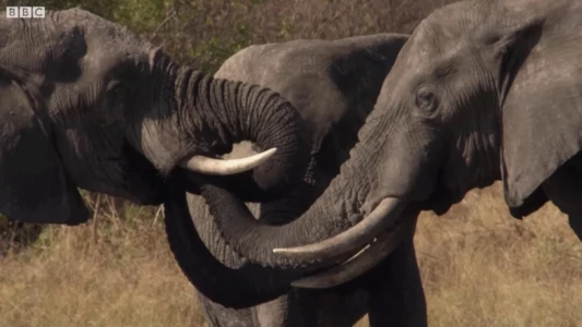 Watch Botswana: Trouble in the Elephant Sanctuary Trailer