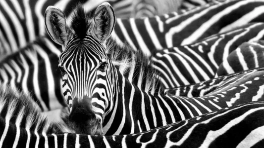 Zebre, une vie haute en couleur